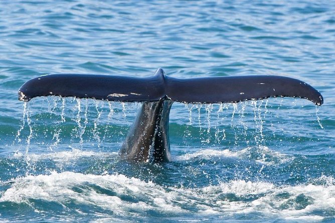 Reykjavik Whales & White Water Rafting Adventure - Pricing and Cancellation Policy