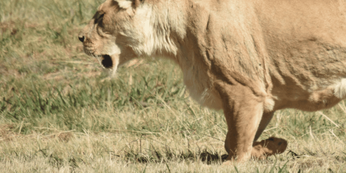 Rhino & Lion Park: Exciting and Fun Private Tour - Frequently Asked Questions