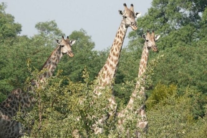 Rhino Walking Safari - What to Expect