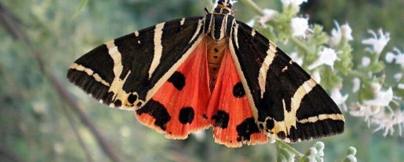 Rhodes: Butterfly Valley and Filerimos Hill Bus Trip - FAQ
