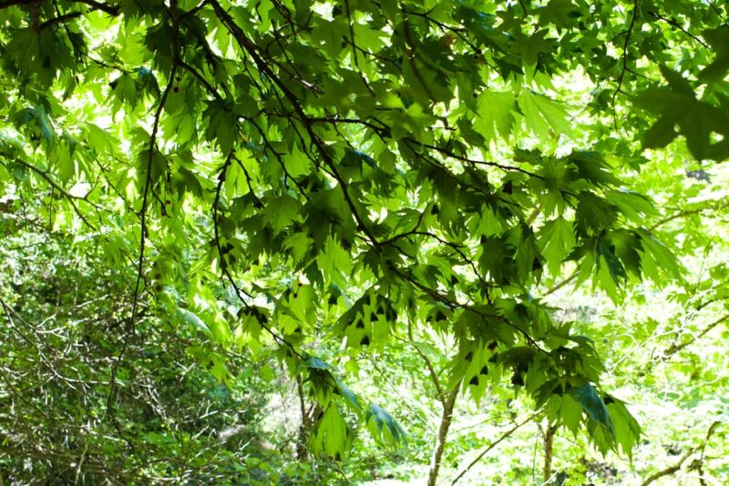 Rhodes: Butterfly Valley & Wine Tasting Tour (Small Group) - Bee Museum of Rhodes