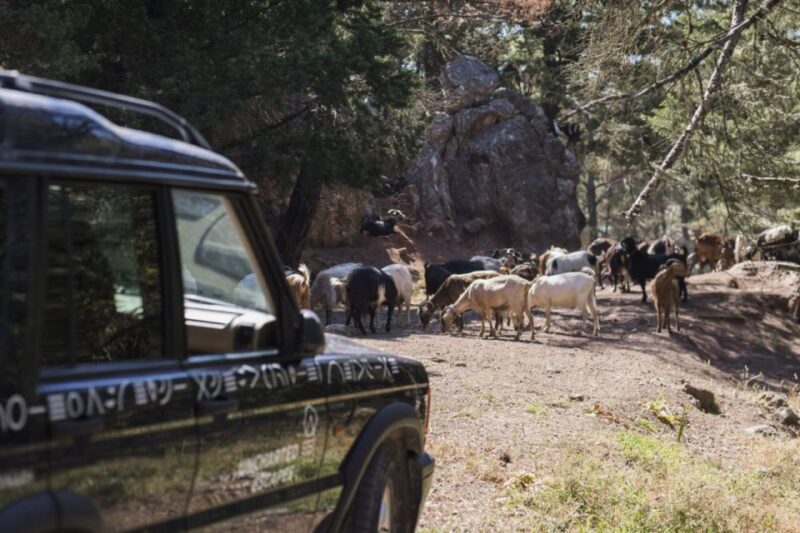 Rhodes North Safari: Hidden Paths & Scenic Flavors - Final Thoughts