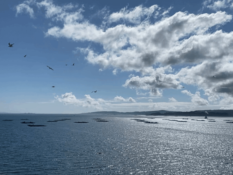 Ría De Arousa: Daytime or Sunset Sailboat Cruise With Drinks - Key Points
