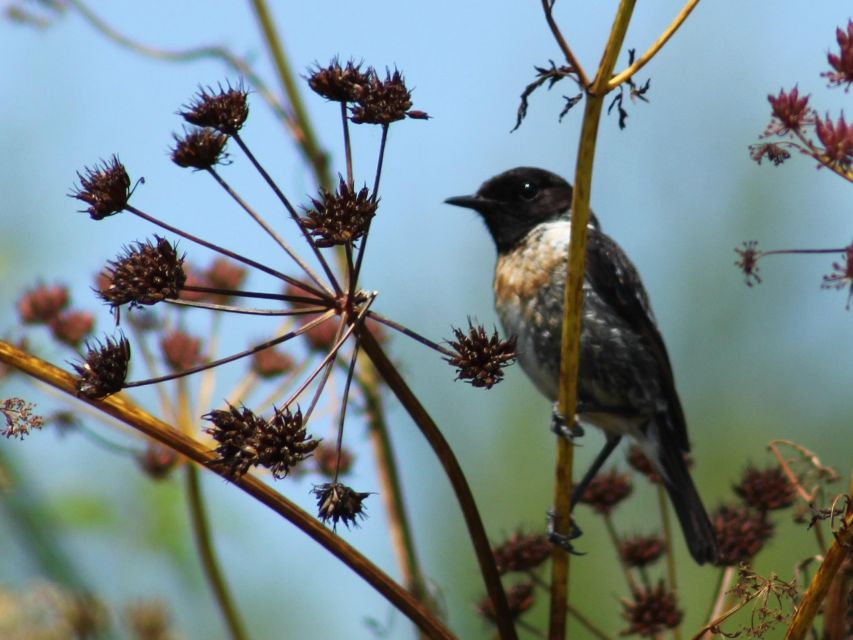 Ria De Aveiro: Birdwatching Tour (Full Day) - Key Points
