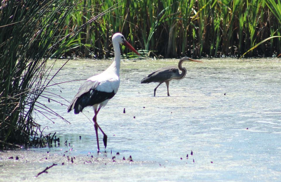Ria De Aveiro: Birdwatching Tour (Full Day) - Diverse Habitats Within the Lagoon