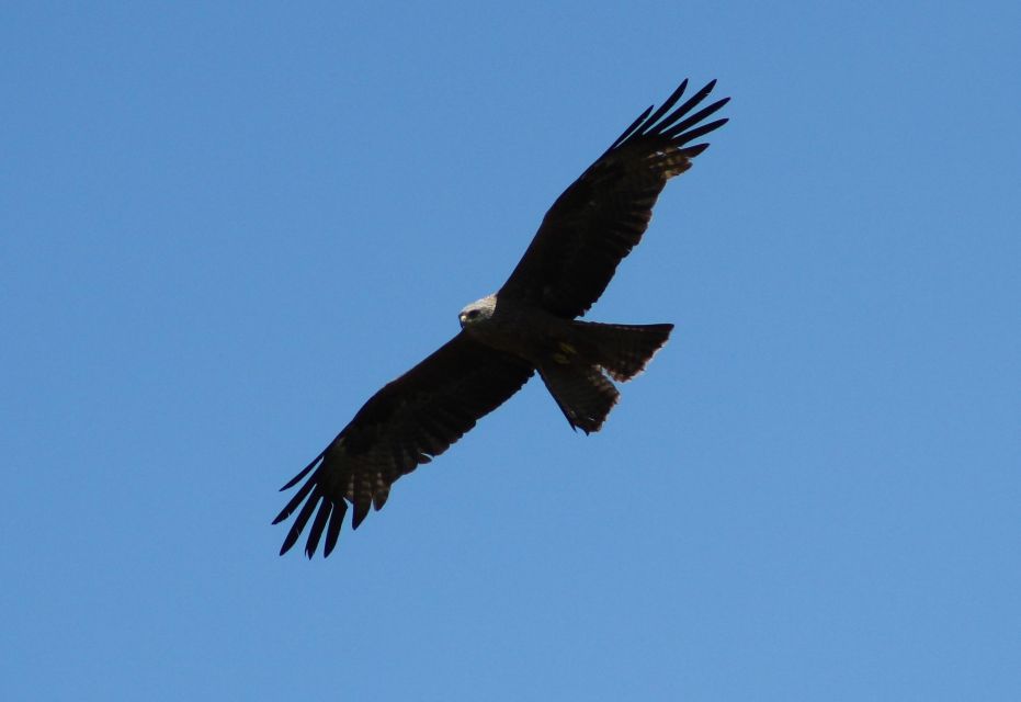Ria De Aveiro: Birdwatching Tour (Full Day) - Experienced Bird Guide and Equipment