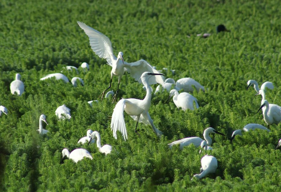 Ria De Aveiro: Birdwatching Tour (Full Day) - Natural Heritage Interpretation