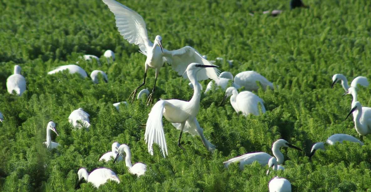 Ria De Aveiro: Birdwatching Tour (Full Day) - Frequently Asked Questions