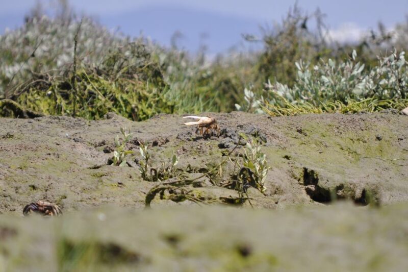 Ria Formosa National Park: Kayak Trip - Key Points