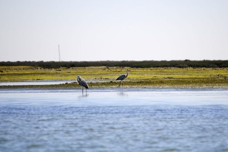 Ria Formosa National Park: Kayak Trip - Who Will Love This Tour?