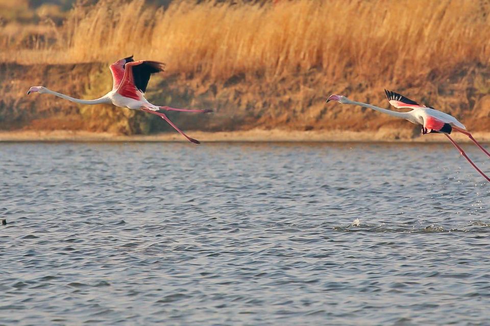 Ria Formosa: Sightseeing Boat Tour From Olhão - Group Size and Pricing