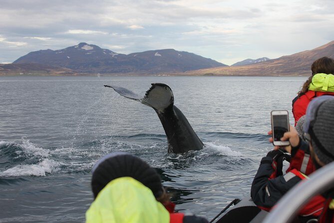 RIB boat express: Whales, Eyjafjord and Akureyri - Setting the Scene: What to Expect on the RIB Whale Watching Tour
