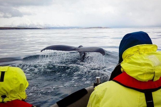 RIB boat express: Whales, Eyjafjord and Akureyri - What Travelers Say: Authentic Perspectives