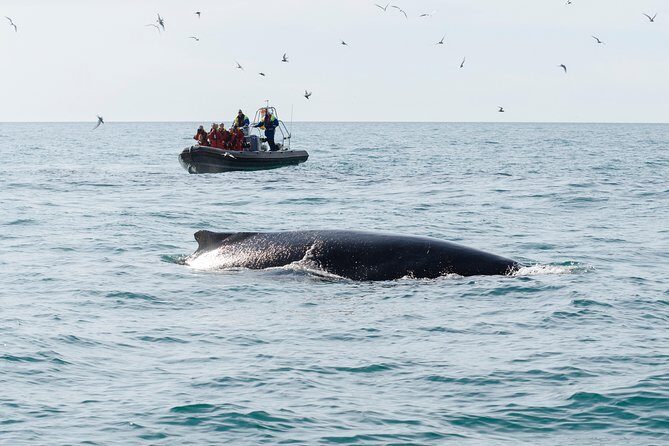RIB boat express: Whales, Eyjafjord and Akureyri - Who Should Consider This Tour?
