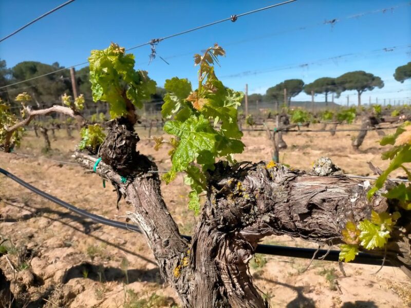 Ribera Del Duero: 2 Winery Visits and Transport From Madrid - Itinerary Details