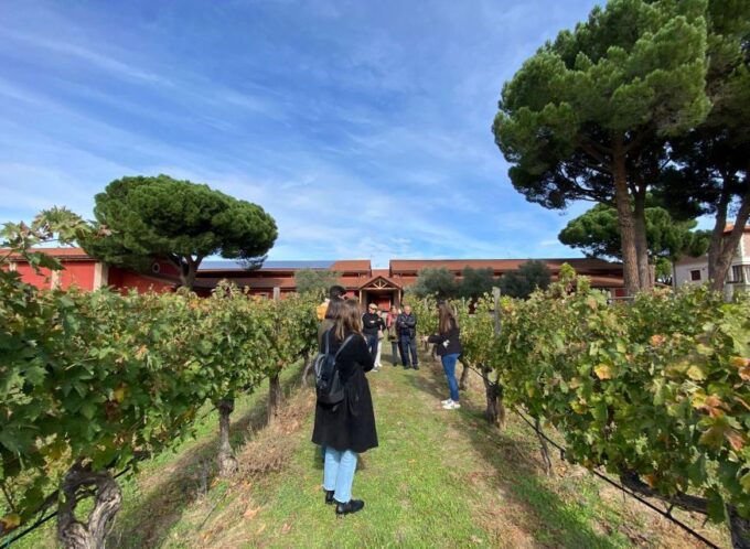 Ribera Del Duero: 2 Winery Visits and Transport From Madrid - Customer Feedback and Recommendations