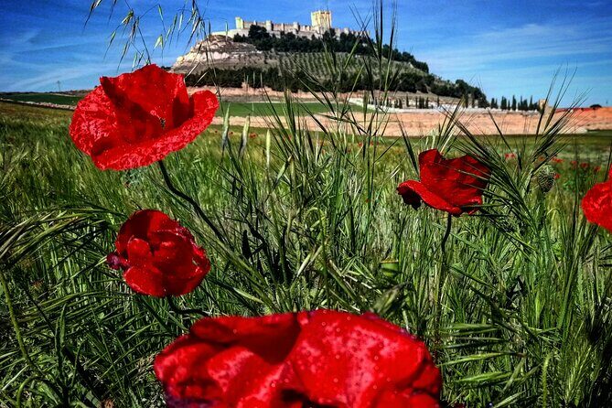 Ribera del Duero Tour: 4 Wineries Visit, Wine Tasting & Lunch - Value for Money