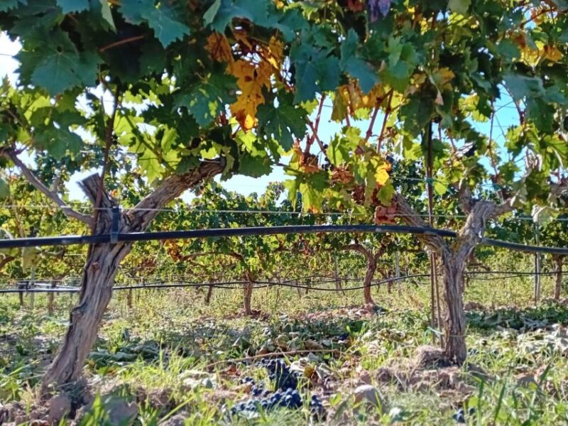Ribera Del Duero: Wine Tour From Madrid - English or Spanish - Itinerary Details