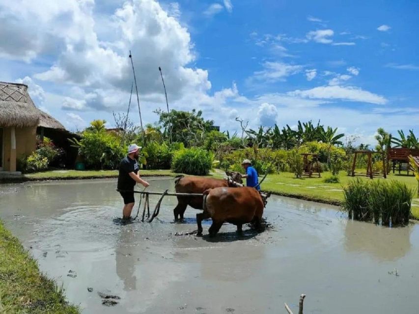 Rice Farming and Bali Village Life - The Role of Community