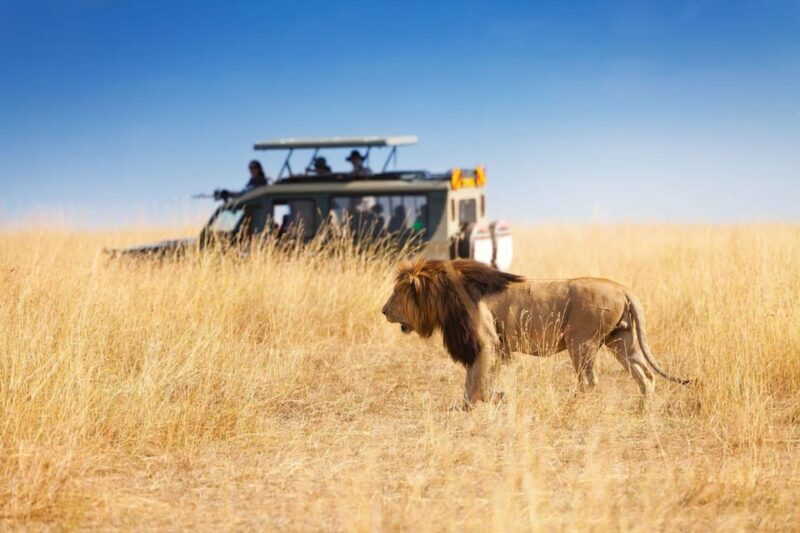 Richards Bay: Hluhluwe Imfolozi Game Reserve Half-Day Tour - An Honest Look at the Experience