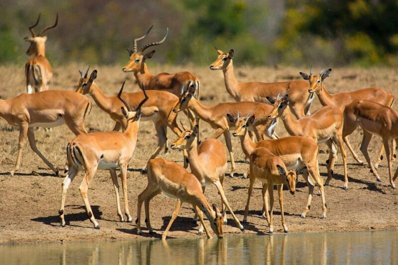 Richards Bay: Hluhluwe Imfolozi Game Reserve Half-Day Tour - Authenticity and Practical Tips