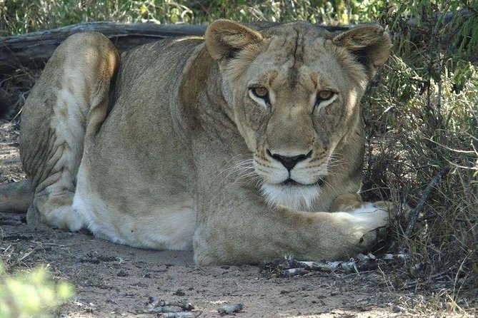 Richards Bay Shore Excursion: Small Group Hluhluwe & St Lucia - Guest Reviews and Feedback