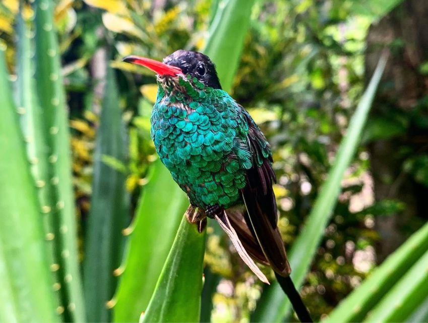 Rick's Cafe and Barneys Hummingbird Garden Tour - Exotic Plants and Flowers