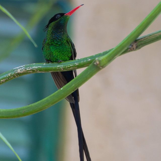Rick's Cafe and Barneys Hummingbird Garden Tour - Tour Inclusions and Exclusions