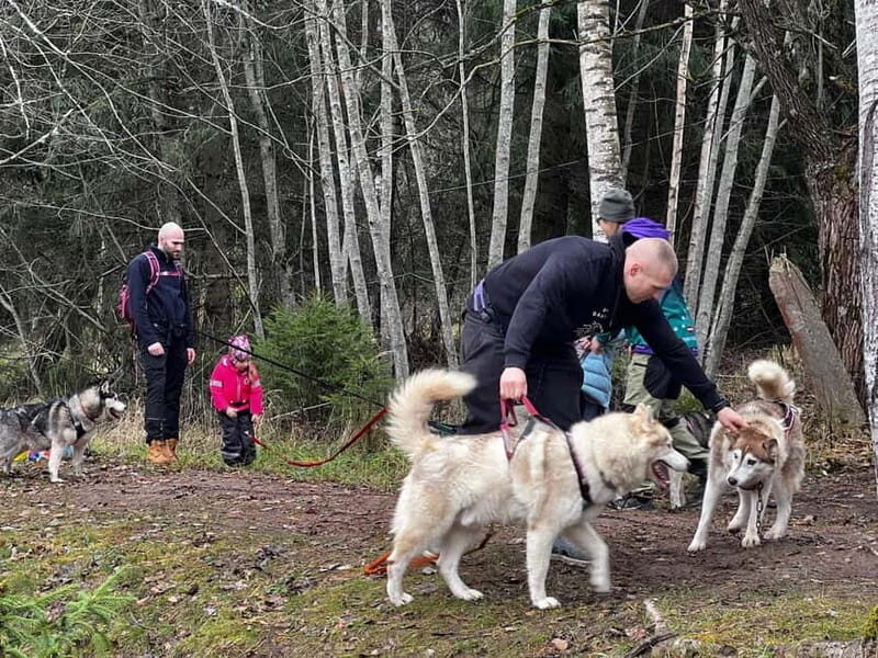 Riga: Husky Hike in the Nature Trail - The Self-Guided Hike: Freedom and Flexibility
