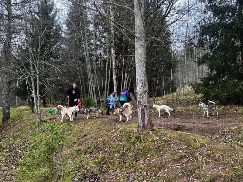 Riga: Husky Hike in the Nature Trail - Scenic Landscapes and Photo Opportunities