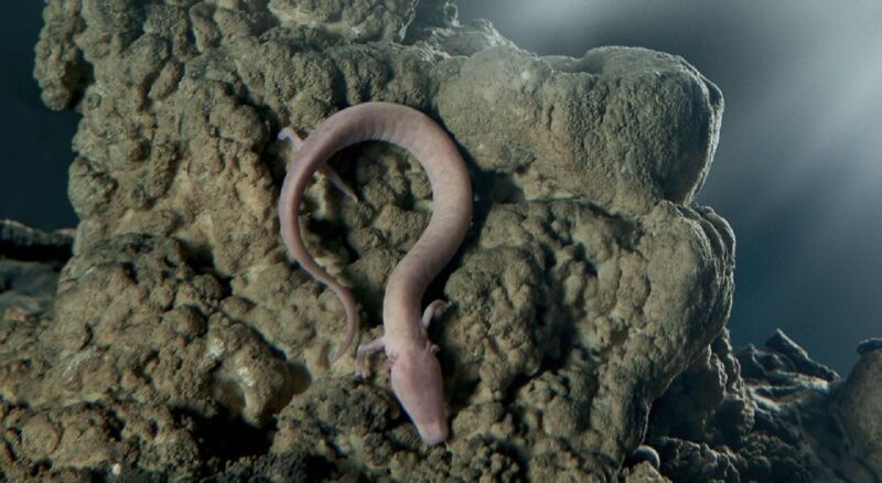 Rijeka: Postojna Cave and Predjama Castle - FAQ