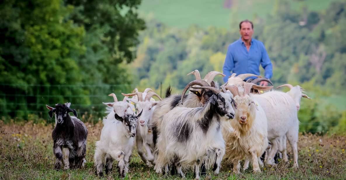 Rimini: San Leo Cashmere Farm Experience - Guided Tour Highlights