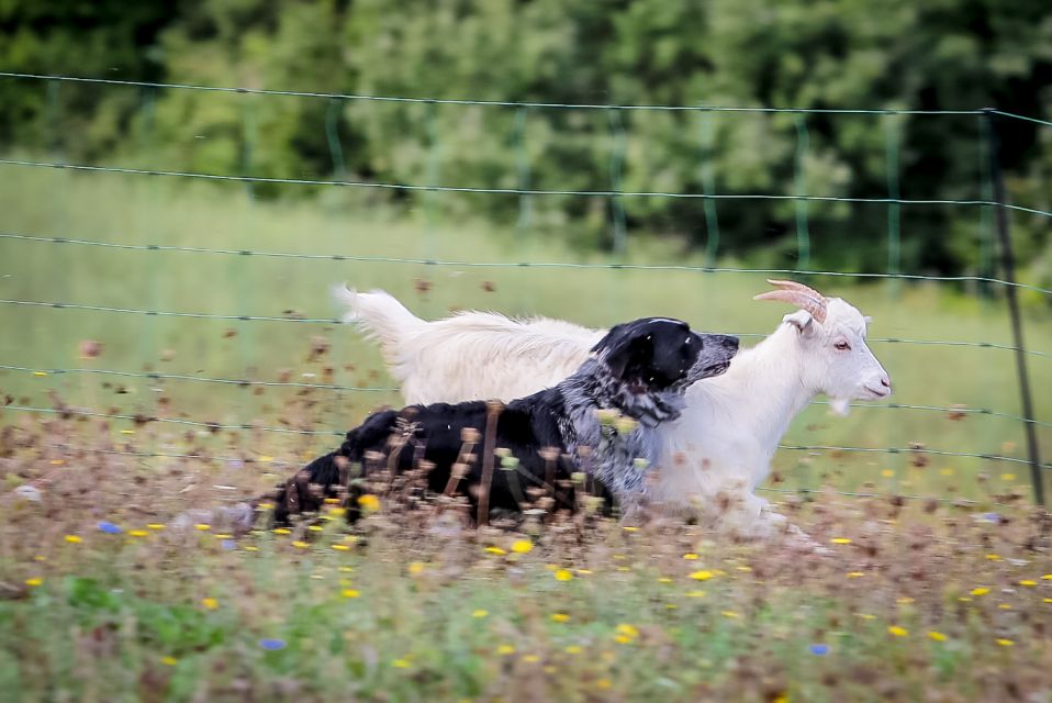 Rimini: San Leo Cashmere Farm Experience - Local Food and Drink