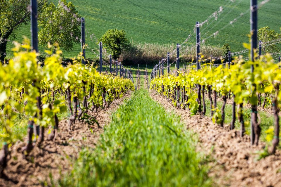 Rimini: San Valentino Vineyards Tour With DOC Wine Tastings - Experience Highlights