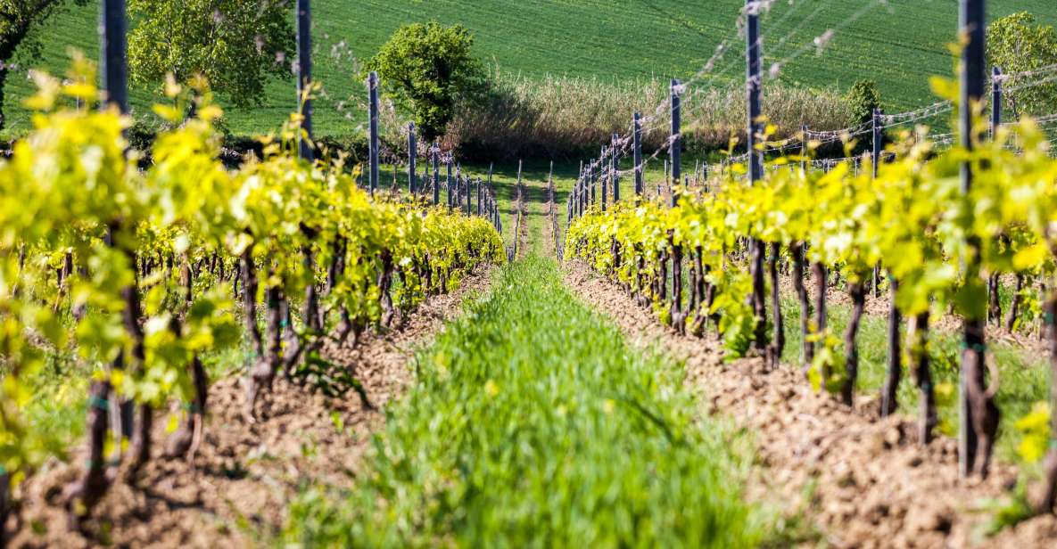 Rimini: San Valentino Vineyards Tour With DOC Wine Tastings - Booking Information