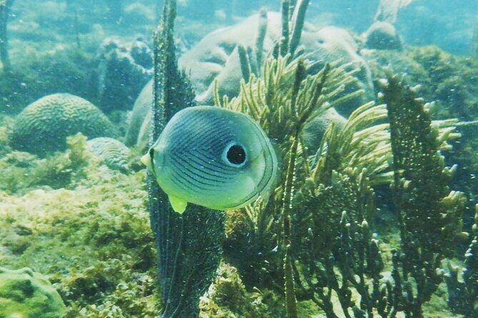 Rincon Snorkeling Adventure - What to Expect from the Tour