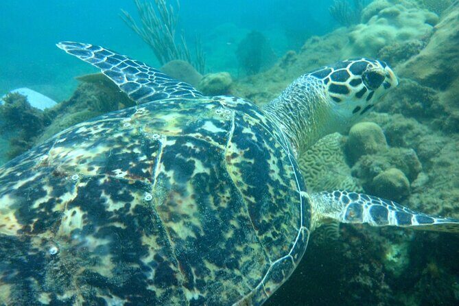 Rincon Snorkeling Adventure - The Marine Environment: What You’ll See