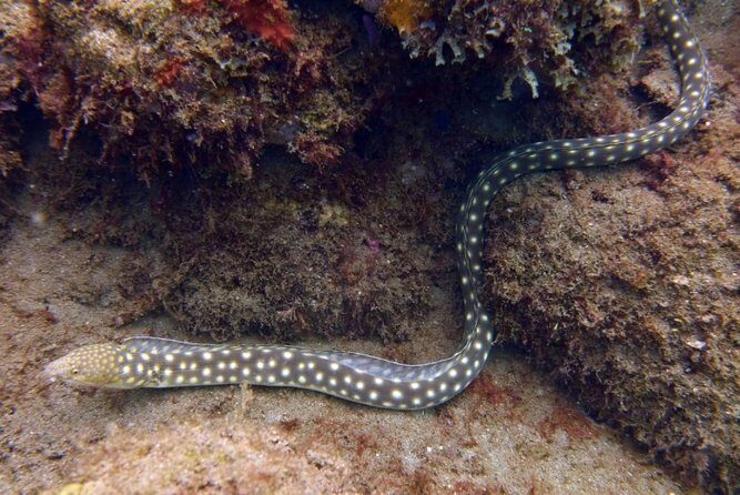 Rincon Snorkeling Adventure - Accessibility and Practicalities