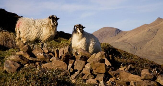 Ring of Kerry Full-Day Tour From Limerick - Accessibility Considerations