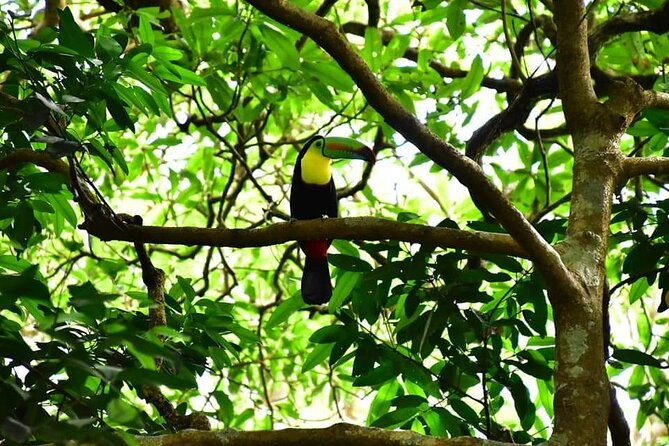 Rio Celeste Hiking, Sloth Farm Tour and Waterfall - Pickup Information