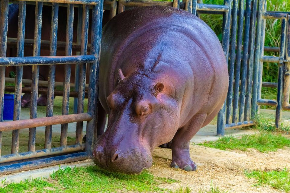 Rio De Janeiro: Biopark of Rio Entry Tickets (Zoo) - Key Points