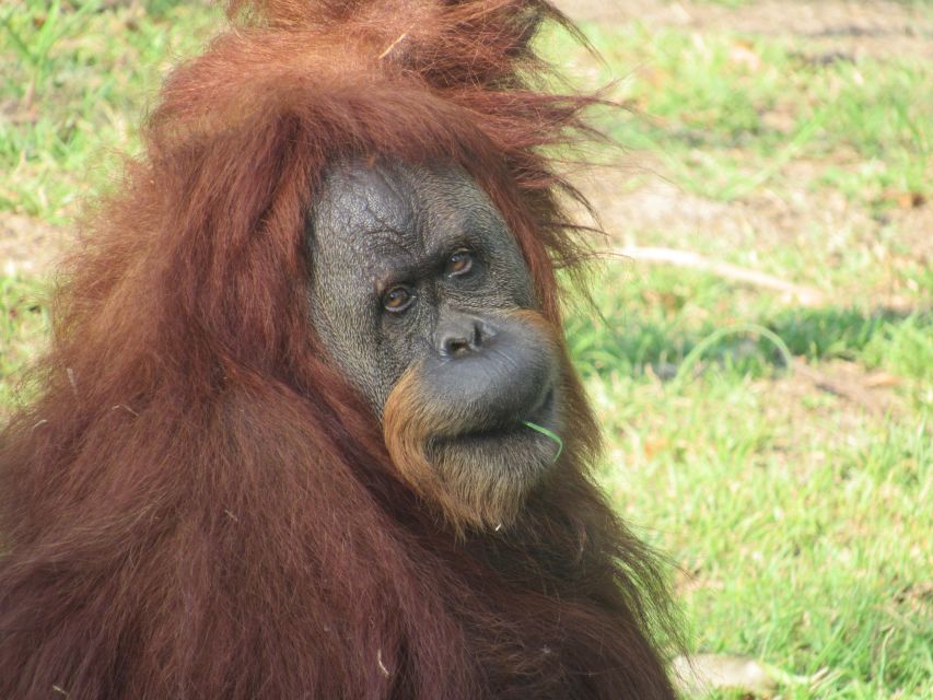 Rio De Janeiro: Biopark of Rio Entry Tickets (Zoo) - Ticket Pricing Information