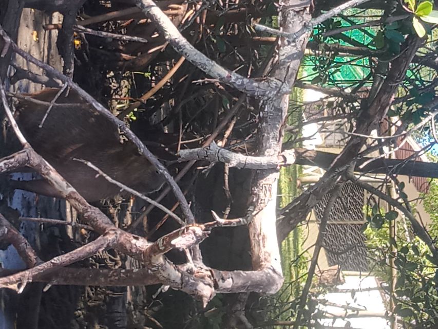 Rio De Janeiro: Cariocando in the Tijuca Forest - Responsible Eco-Tourism Practices