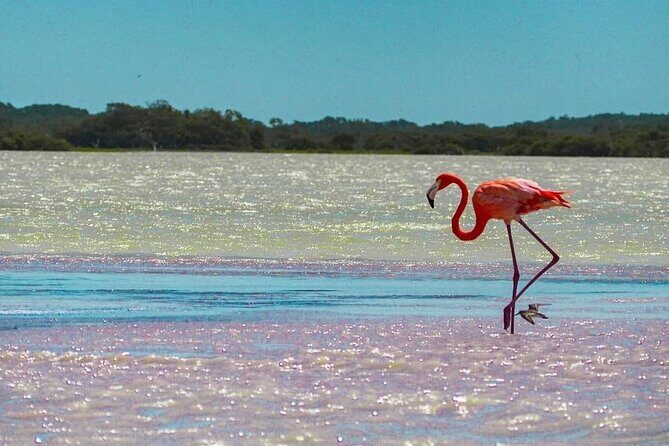 Rio Lagartos and Las Coloradas Day Tour from Cancun - FAQ