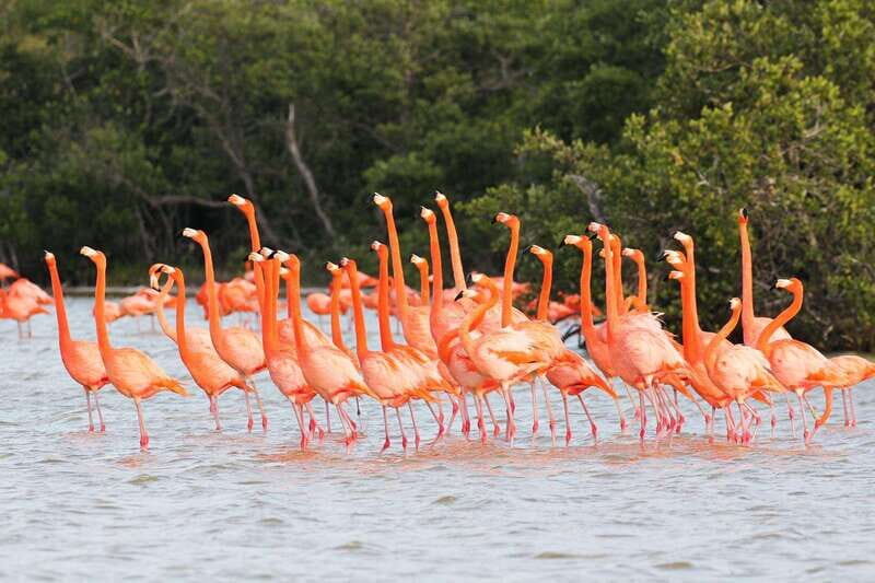 Rio Lagartos and Las Coloradas: EcoSafari Flamingo classic - Key Points