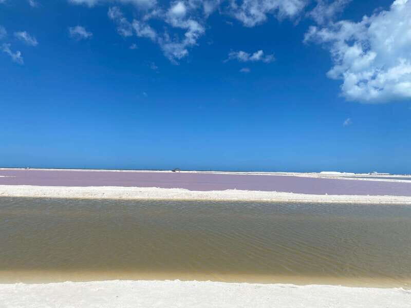 Rio Lagartos and Las Coloradas: EcoSafari Flamingo classic - Practical Details and Value