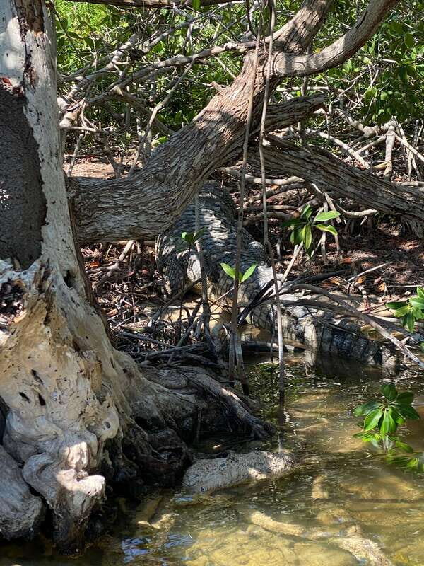Rio Lagartos and Las Coloradas: EcoSafari Flamingo classic - What to Expect During the Tour