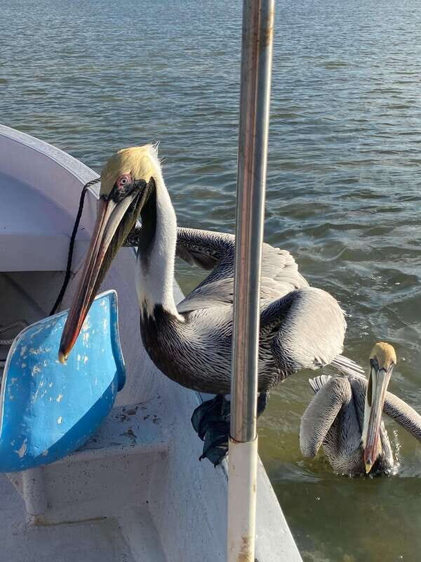 Rio Lagartos and Las Coloradas: EcoSafari Flamingo classic - Authentic Experiences and Insider Access