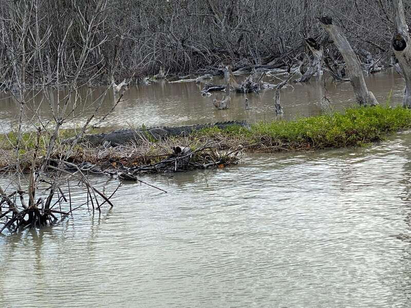 Rio Lagartos and Las Coloradas: EcoSafari Flamingo classic - Who Should Consider This Tour?