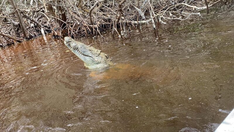 Rio Lagartos and Las Coloradas: EcoSafari Flamingo Luxury - Final Thoughts: Who Is This Tour For?